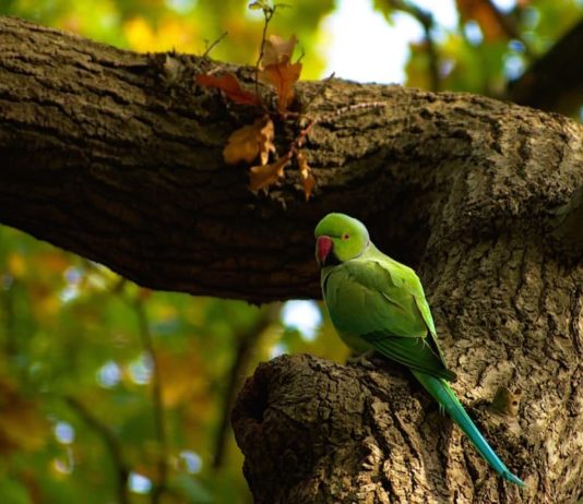 problema epatico negli uccelli