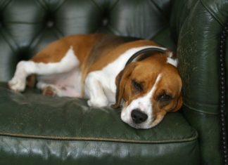problemi comportamentali nel cane