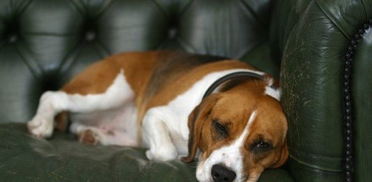 problemi comportamentali nel cane
