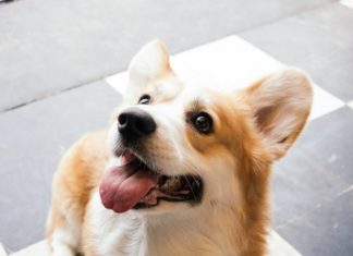 regolamento sul pet food dietetico