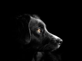 riconoscimento tra i due sessi nel cane