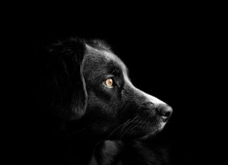 riconoscimento tra i due sessi nel cane