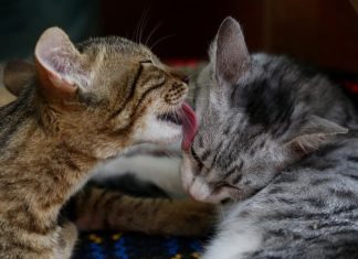 social licking