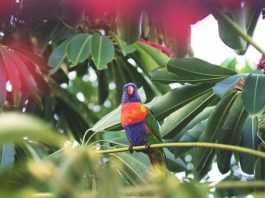 svezzamento nei pappagalli