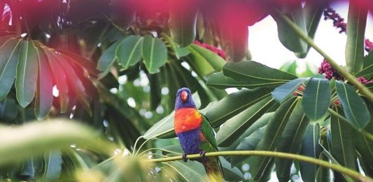 svezzamento nei pappagalli