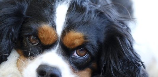 trauma nel cane e nel gatto