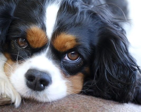 trauma nel cane e nel gatto