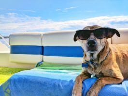 Viaggiare in UK con cane e gatto: tutto quello che c’è da sapere viaggiare in UK con cane e gatto