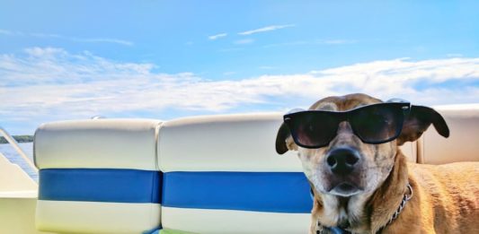 viaggiare in UK con cane e gatto