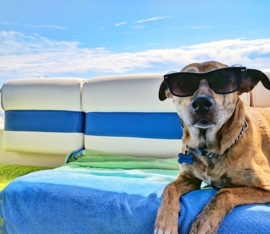 viaggiare in UK con cane e gatto