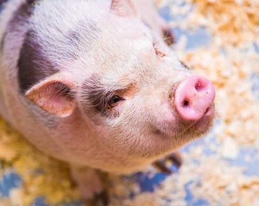 A Tokyo non solo Cat e Dog Café ma anche… MiPig Café! MiPig Cafè