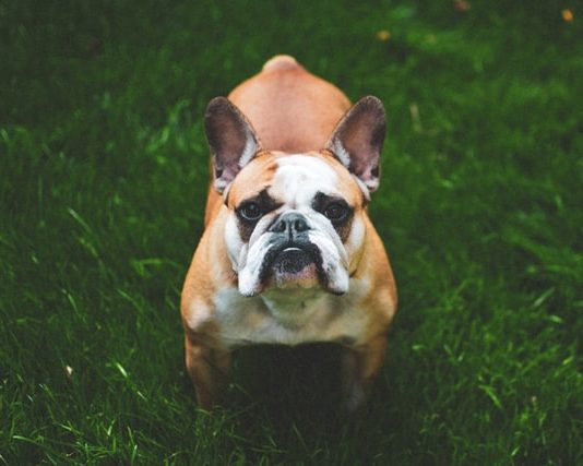 Ansia nel cane, come prevenirla? Ecco cosa fare ansia nel cane