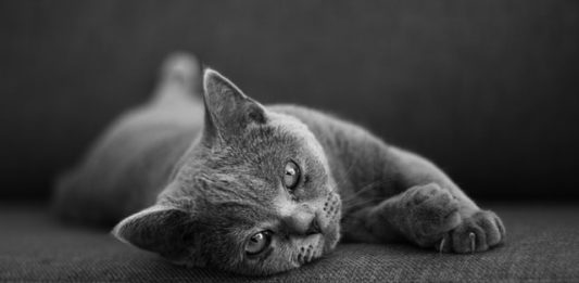 Benessere degli animali e Covid-19: il parere del Comitato di Bioetica benessere degli animali e covid-19