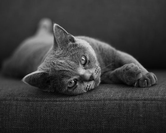 benessere degli animali e covid-19