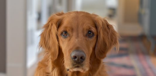 cane aggressivo