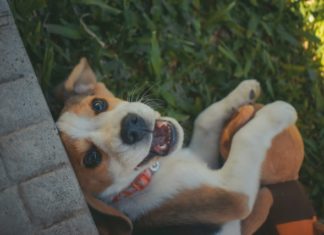cane-aiuta-a-superare-momenti-di-angoscia