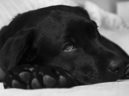 Il mio cane respira con affanno, cosa posso fare? #Covid-19 cane respira con affanno cosa posso fare