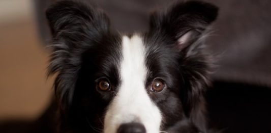 Perché il mio cane strofina il sedere per terra? cane strofina il sedere per terra