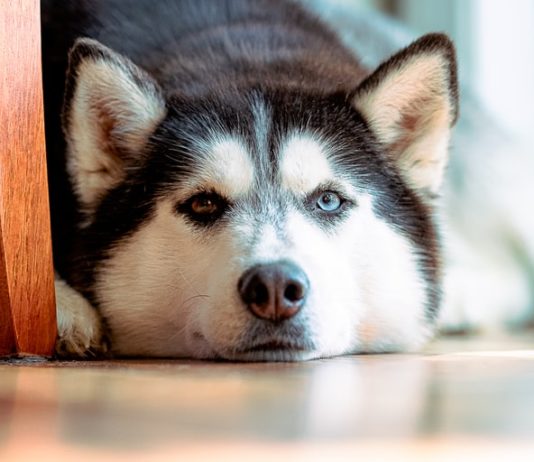 cani bovini scudi protettivi