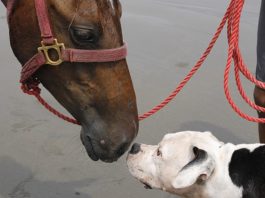 cani e cavalli giocano insieme