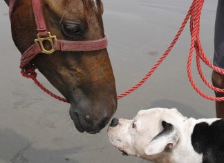 cani e cavalli giocano insieme