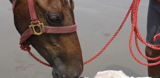 cani e cavalli giocano insieme