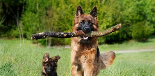 I cani sono empatici verso i loro simili? Lo svela uno studio italiano i cani sono empatici