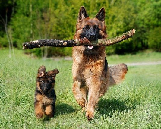 i cani sono empatici