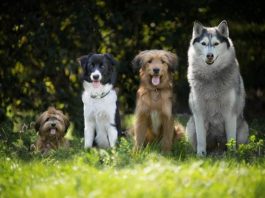 cani gatti diffusione SARS-CoV-2