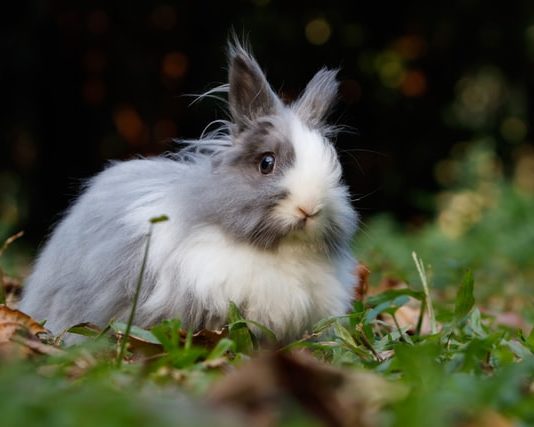 Coniglio al tempo del Coronavirus: le più comuni situazioni d’emergenza coniglio al tempo del coronavirus