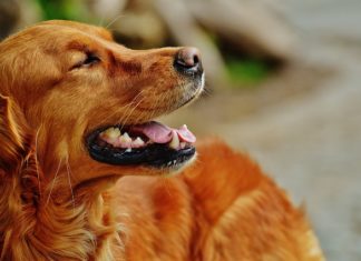 covid-19 e animali da compagnia