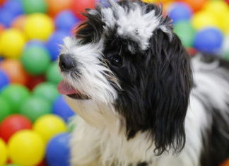giochi educativi con il cane