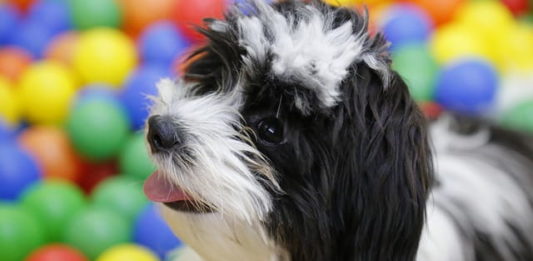 giochi educativi con il cane