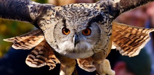 gufo come animale da compagnia