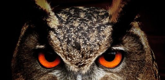 Il gufo, simboli e significati del rapace notturno nelle varie culture il gufo