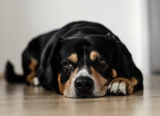 il mio cane non sta bene cosa faccio