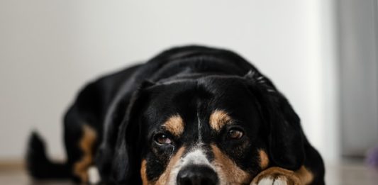 il mio cane non sta bene cosa faccio