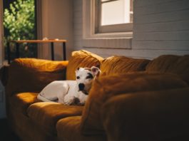 In casa con gli animali: sì, ma attenzione che non siano troppi! in-casa-con-gli-animali