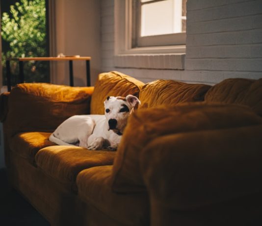 in-casa-con-gli-animali