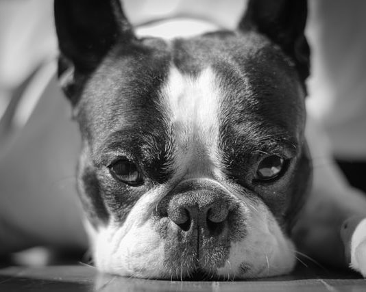 È possibile nominare come erede un animale? Cosa dice la legge nominare-come-erede-un-animale
