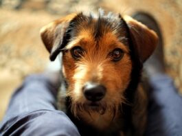 oggetti distrutti cane