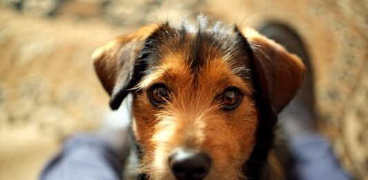 oggetti distrutti cane
