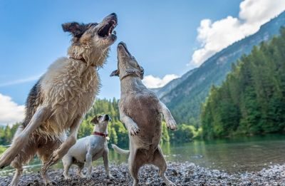 pet carpet film festival