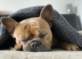 problemi del sonno nel cane