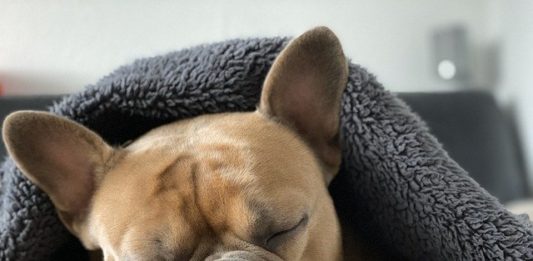 problemi del sonno nel cane