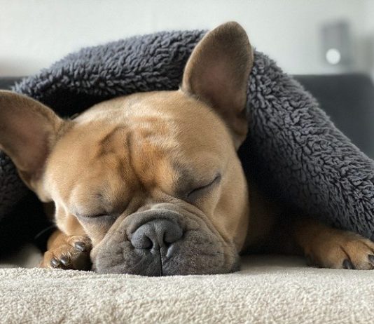 problemi del sonno nel cane