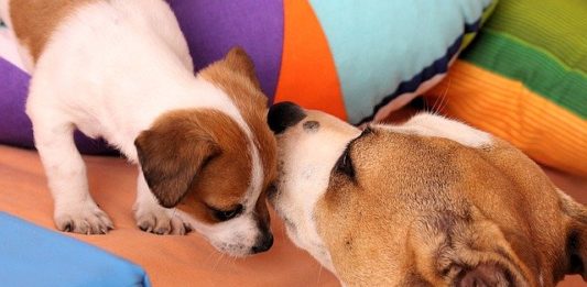 Quarantena domiciliare, come comportarsi con il cane e/o gatto? quarantena come comportarsi cane