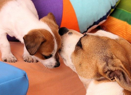 quarantena come comportarsi cane