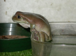 rana litoria caerulea