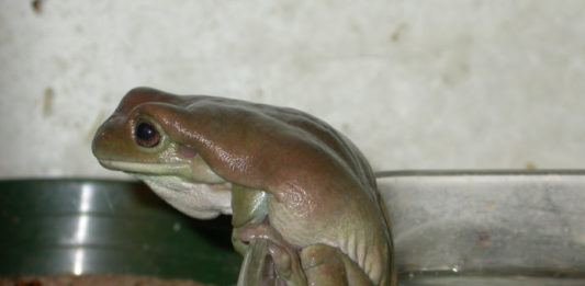rana litoria caerulea
